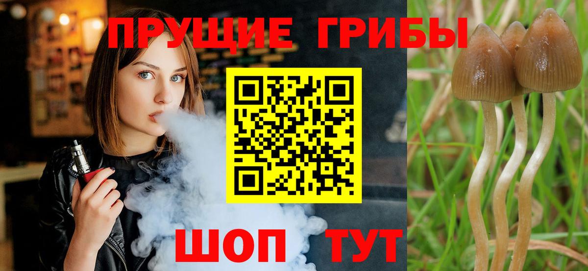 Галлюциногенные грибы Psilocybe Павловский Посад